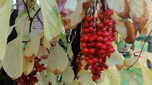 Лимонник китайский (Schisándra chinénsis) - ягоды краснеют, листва желтеет. Осень 2022 смотреть онлайн