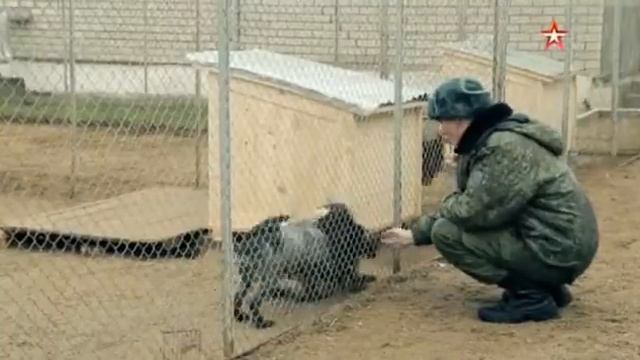 Легенды армии Никита Карацупа смотреть онлайн