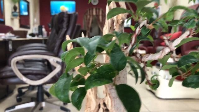 Ligustrum Bonsai tree смотреть онлайн