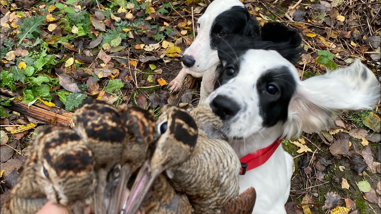 Осенняя высыпка вальдшнепа. Охота с русским охотничьим спаниелем смотреть онлайн