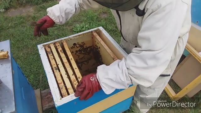 Матка трутовка | Способы решения проблемы. смотреть онлайн