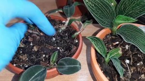 ДРАГОЦЕННЫЕ орхидеи - ЛУДИЗИИ ? Обзор сортов, грунт. #пересадка #лудизия #орхидея