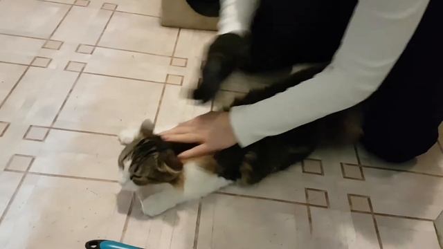 Чёс, просто чёс. Как расчесать Кошку. How to comb a cat - 2 смотреть онлайн