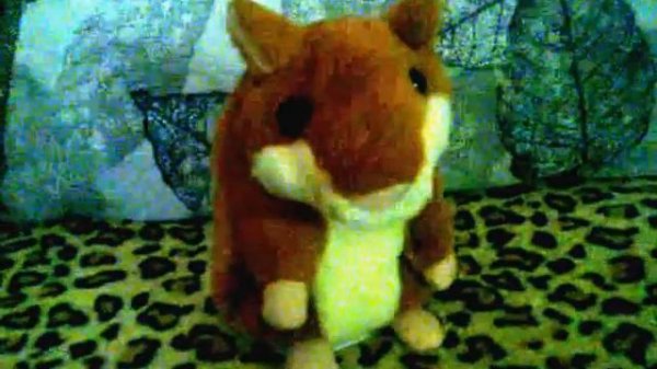 говорящий хомяк и кот