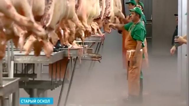 ГТРК Белгород - Мясоперерабатывающий завод запущен в Старом Осколе смотреть онлайн