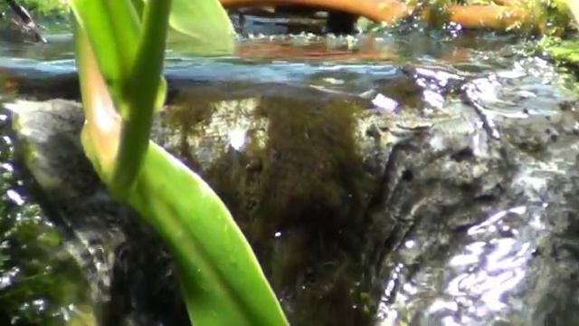 Аптекарский огород. Экскурсия для детей из северодвинского интерната. www.priglasisirotu.ru смотреть онлайн