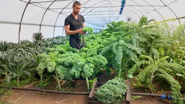 Почему стоит добавить капусту кейл в ежедневный рацион смотреть онлайн