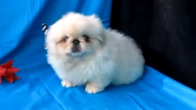 Хьюго Босс - мальчик 2,5 мес. из САН-РЕЙ смотреть онлайн