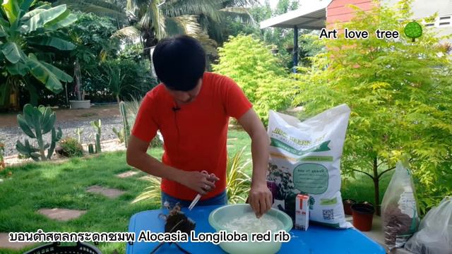 ช่วยชีวิต บอนดำสตูลกระดูกชมพู Alocasia Longiloba red rib смотреть онлайн