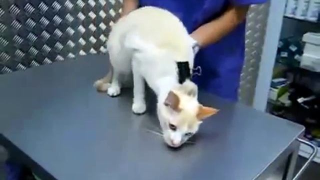 Как вырубить кота смотреть онлайн