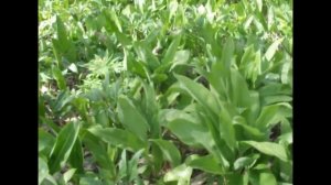 Медвежий лук - вкус детства и весны.