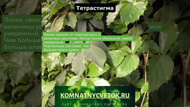 Тетрастигма смотреть онлайн