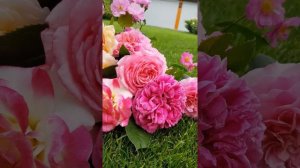 David Austin roses, Double delight and Lavender dream!🧚♀️🧚♀️🧚♀️