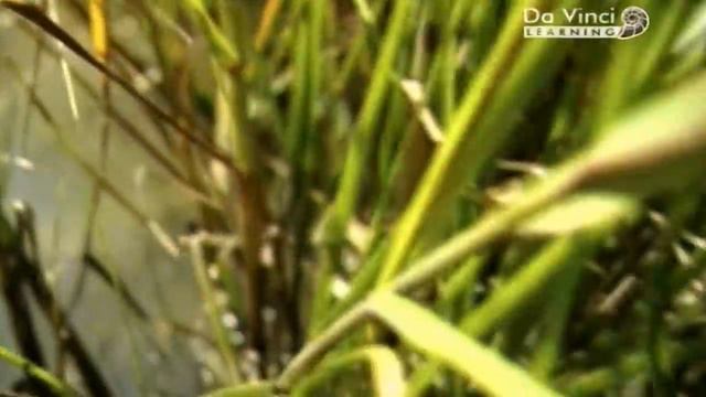 Невидимая жизнь. Введение в микробиологию