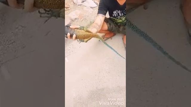 Varanus yuwonoi (3 colours monitor) смотреть онлайн