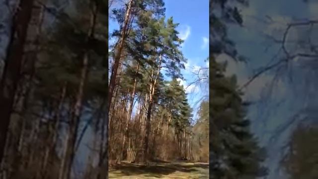 Хохлатка смотреть онлайн