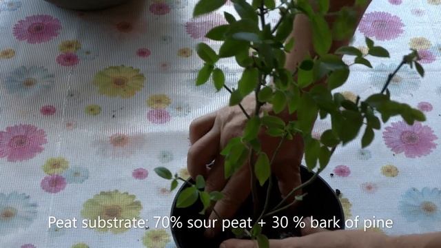 Growing blueberries in a pot | Як посадити лохину(голубику) в горщик? смотреть онлайн