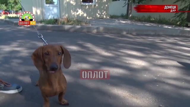 • История одной собаки смотреть онлайн