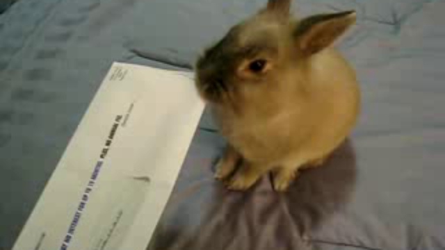 Как открыть письмо кроликом..