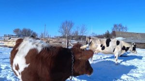 Сколько молока дает корова?