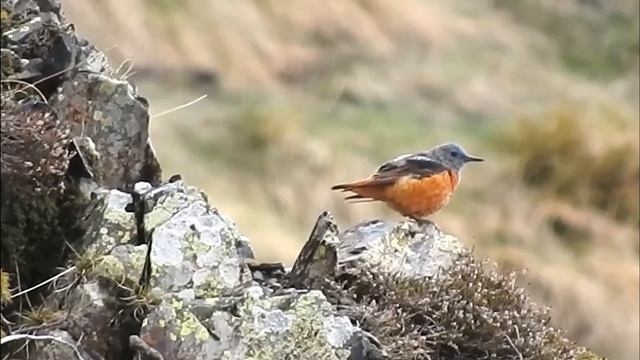 Пестрый каменный дрозд - Monticola saxatilis смотреть онлайн