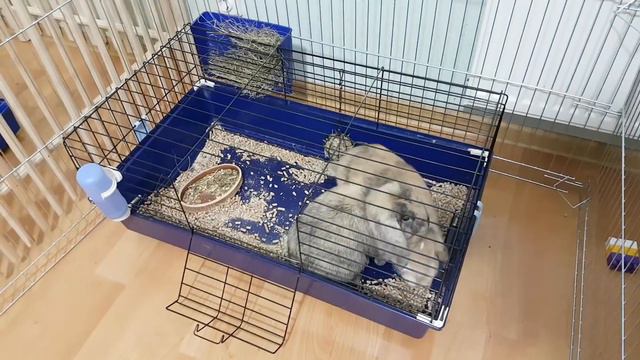 ЧТО ПРОИСХОДИТ С МАКСОМ? Реакция КОТА на ЗНАКОМСТВО КРОЛИКОВ Баффи и Лёлика / Галчата тв