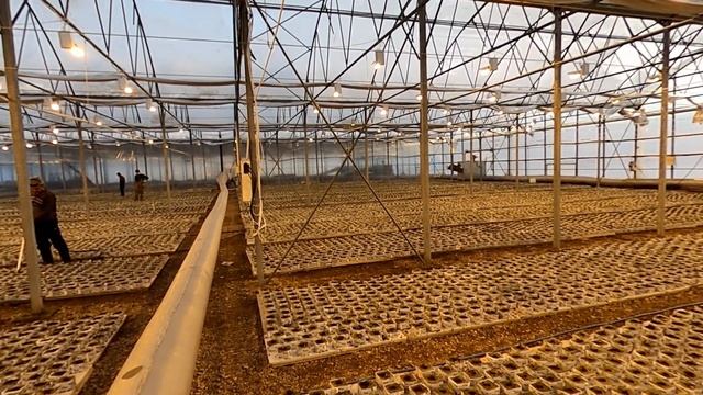 Блочная теплица. Рассада томатов в промышленной теплице. Выращиваем рассаду зимой. смотреть онлайн