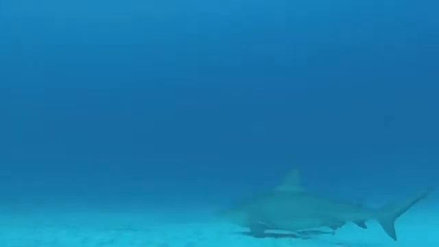 Luis Neri Tiburon Toro Playa del CaRmeN смотреть онлайн