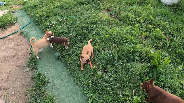 Щенки породы ЧИХУАХУА едят КЛУБНИКУ / купить щенка чихуа в питомнике РКФ Мари Мистик продаю чихуа смотреть онлайн