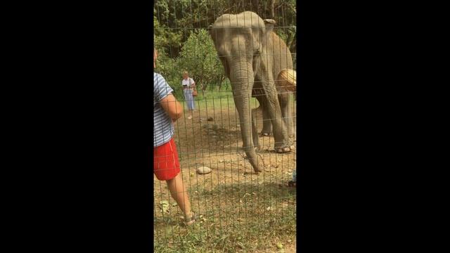 УМНЫЕ СЛОНЫ В РОССИИ ЛАЗАРЕВСКОЕ САФАРИ САД КРАСНОДАРСКИЙ КРАЙ смотреть онлайн