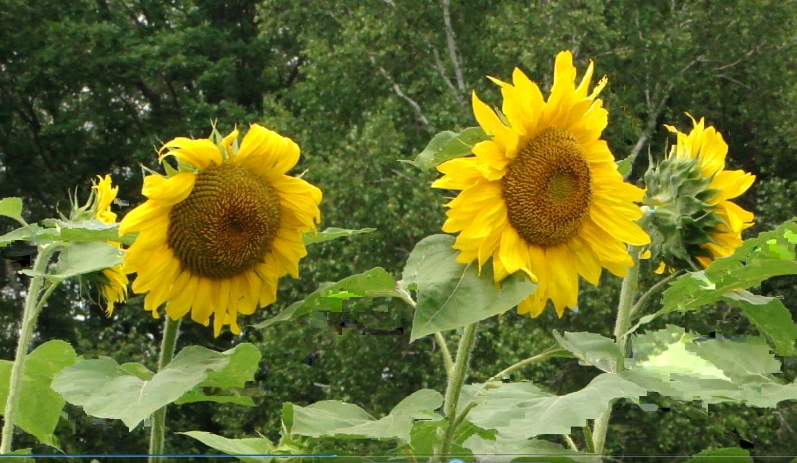 Цветущие подсолнухи на огороде. смотреть онлайн