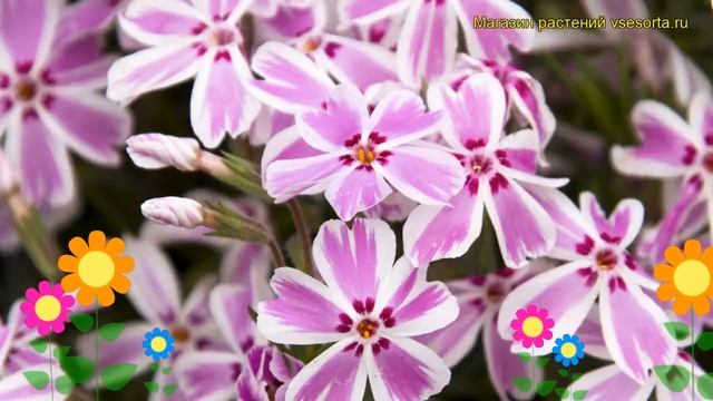 Флокс шиловидный Кенди Стрипс. Краткий обзор, описание характеристик phlox subulata Candy Stripes смотреть онлайн