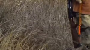 Охота в Крыму на зайца русака