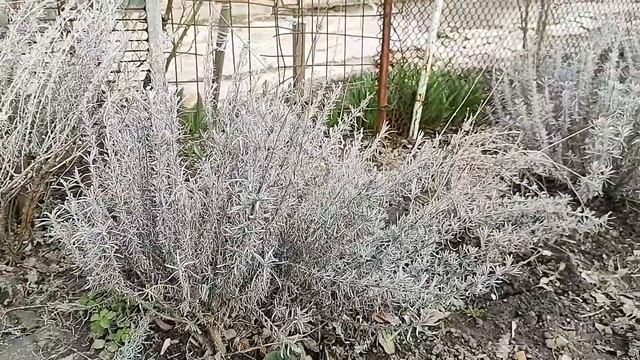 Лаванда. Обрезка весной. Уход за лавандой весной. смотреть онлайн