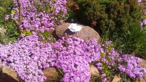 Гипсофила – Выращивание и уход