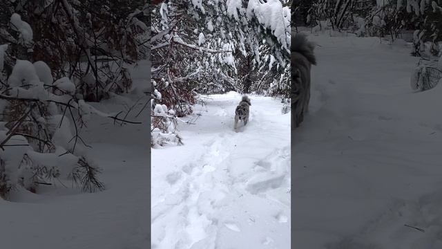 Вакай и лес смотреть онлайн