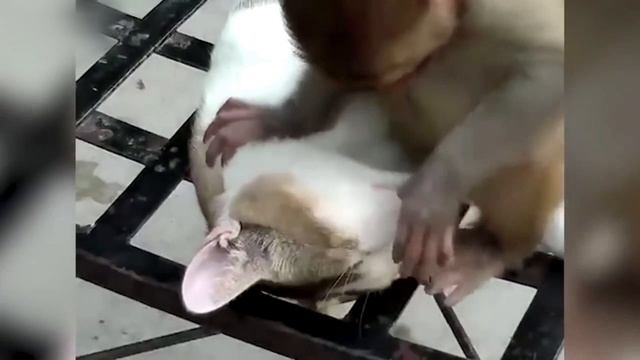 Обезьяны и кошки / Наглые обезьяны / Приколы с обезьянами смотреть онлайн