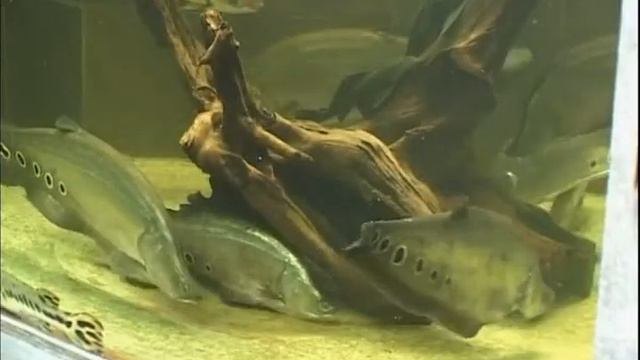 Чем различаются представители родов семейства Панцирные щуки (Lepisosteidae Bonaparte, 1835) ? смотреть онлайн