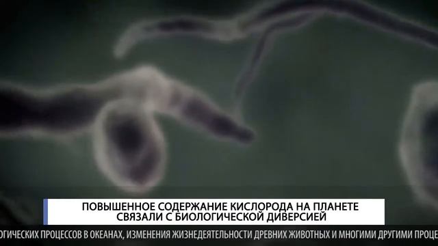 Повышенное содержание кислорода на планете связали с биологической диверсией смотреть онлайн