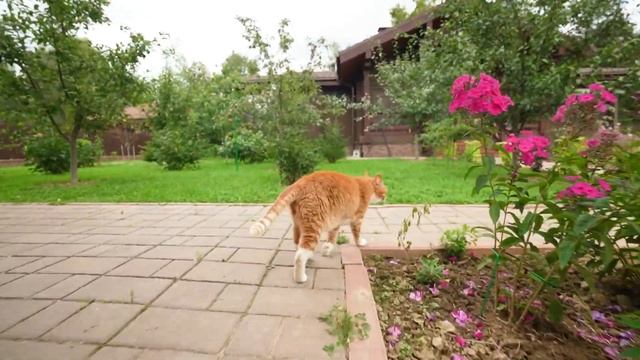 Ландшафтный дизайн в природном стиле. Обзор сада смотреть онлайн