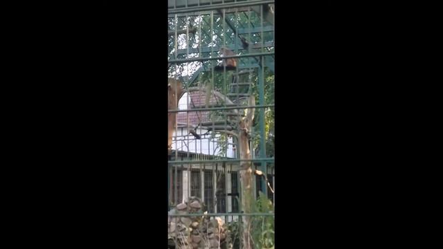 ZOO GDANSK, ЗООПАРК ГДАНЬСКА смотреть онлайн