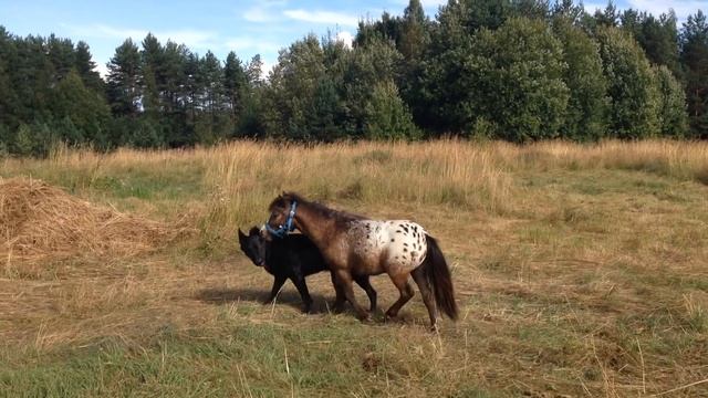 Джорджик. Мини-хорс смотреть онлайн