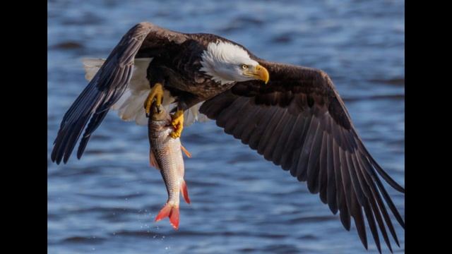 Bald Eagle and Golden Eagles #birds смотреть онлайн