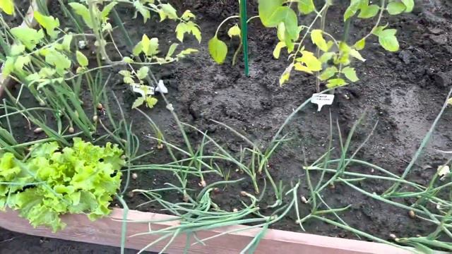 Дача в СНЕГИРЯХ ,обзор участка ,навожу порядок смотреть онлайн