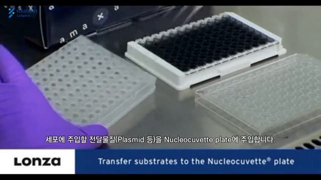 [영인랩플러스] (Lonza) cDNA, RNAi, CRISPR library screening에 적합한 4D Nucleofector 96-well Shuttle™ System смотреть онлайн