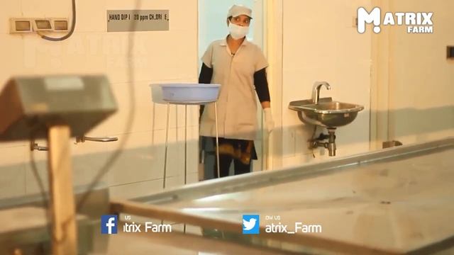 Amazing Indian Mackerel Fishes Processing Line - Indian Mackerel Factory Processing Technology ▶55