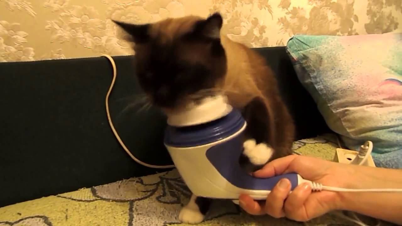 Кот и массажер смотреть онлайн