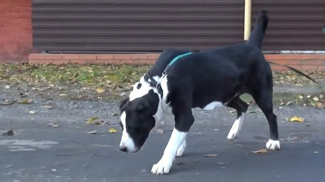 САРА дочь МЕДВЕДЯ и ГИЗЫ, (вывоз из Киргизии) смотреть онлайн