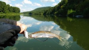 ТОП-5 ЛУЧШИХ ЖИВЦОВ НА ЩУКУ. САМЫЙ ЭФФЕКТИВНЫЙ ЖИВЕЦ. СЕКРЕТЫ ЖИВЦА НА РЫБАЛКЕ.