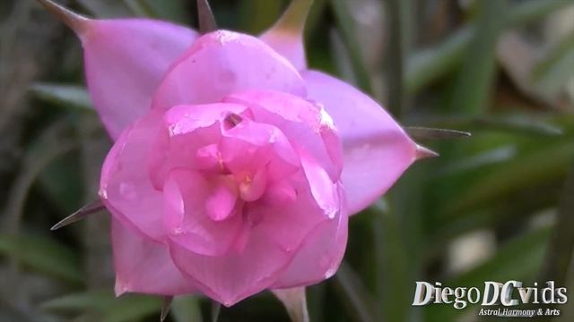 Tillandsia stricta - bromélia cravo do mato - Gravatazinho (Tillandsioideae) смотреть онлайн